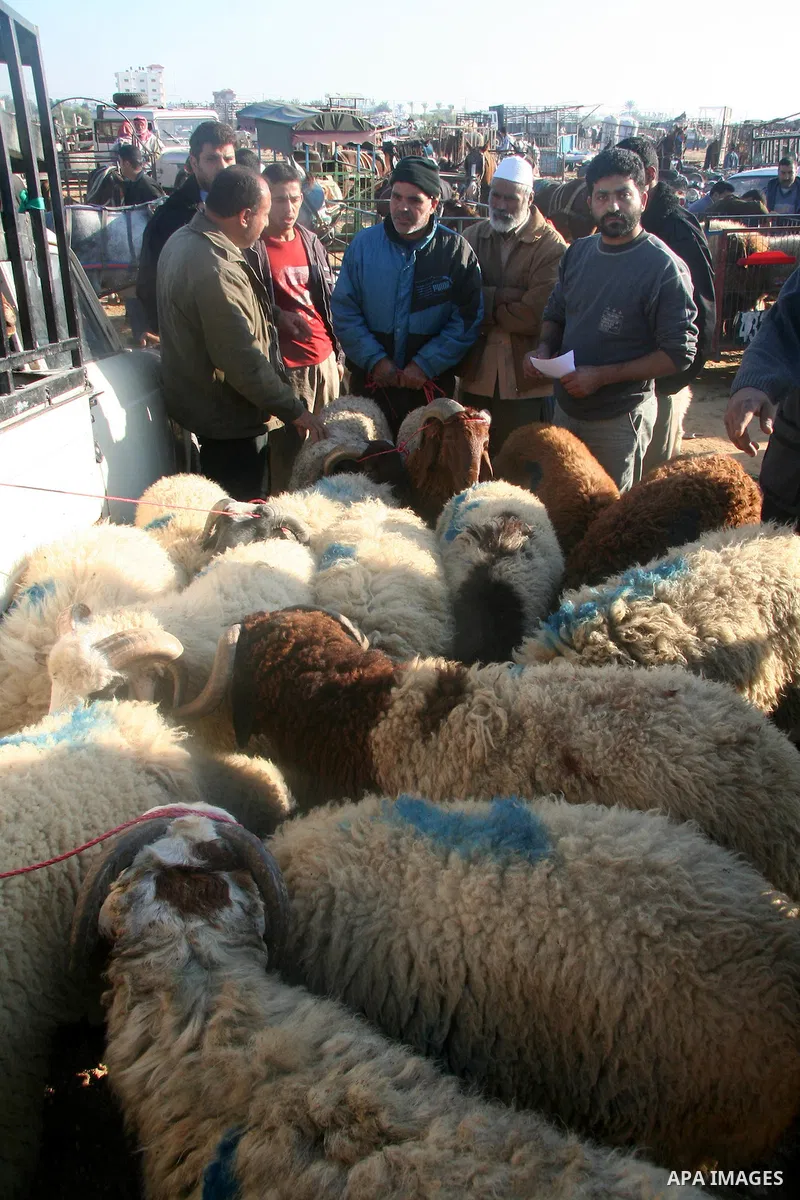 Palestinians buy a sheep ahead of the Muslim feast of Eid al-Adha in Gaza City. Muslims all over the world will mark days the Eid al-Adha, the festival of the sacrifice when they slaughter sheep, goats, cows and camels t...