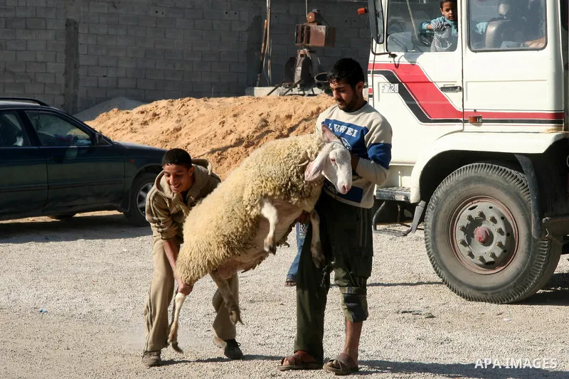 Palestinians buy a sheep from the market in Gaza City on December 5, 2008, days before the holiday of Eid al-Adha. Muslims around the world celebrate Eid al-Adha by sacrificing sheep, goats, buffalos, camels and cows to...