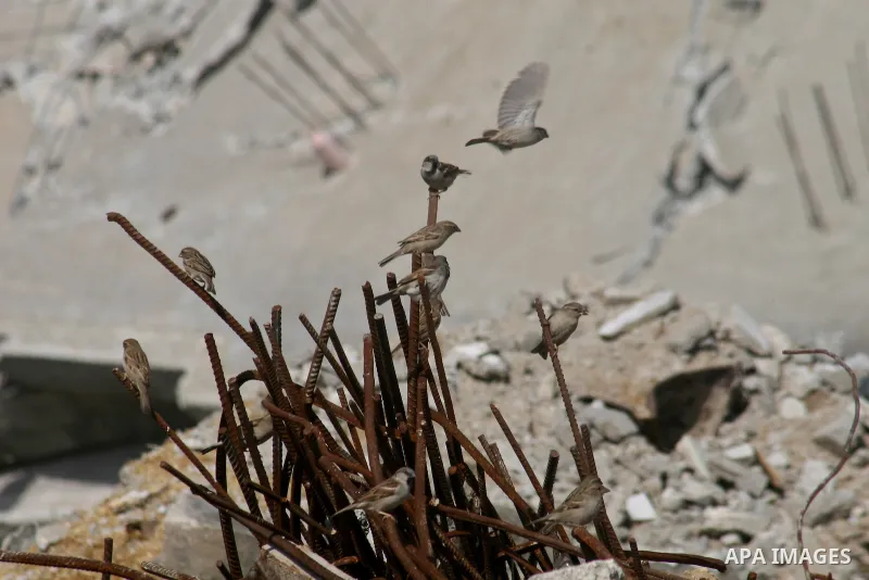Biedes fly over the destroyed house in Jabalia Northern of Gaza Strip on February 18,2009, APAIMAGES PHOTO / Ashraf Amra