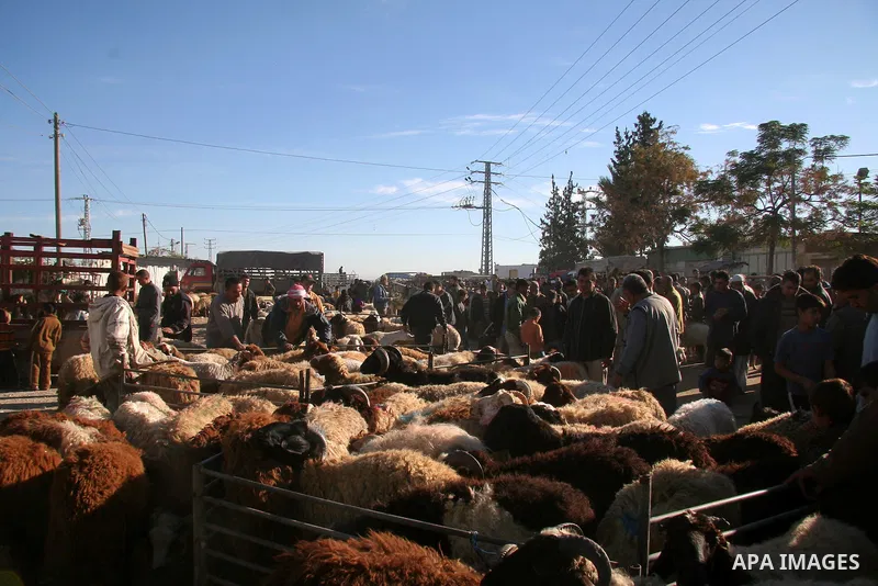 Palestinians buy a sheep from the market in Gaza City on December 5, 2008, days before the holiday of Eid al-Adha. Muslims around the world celebrate Eid al-Adha by sacrificing sheep, goats, buffalos, camels and cows to...
