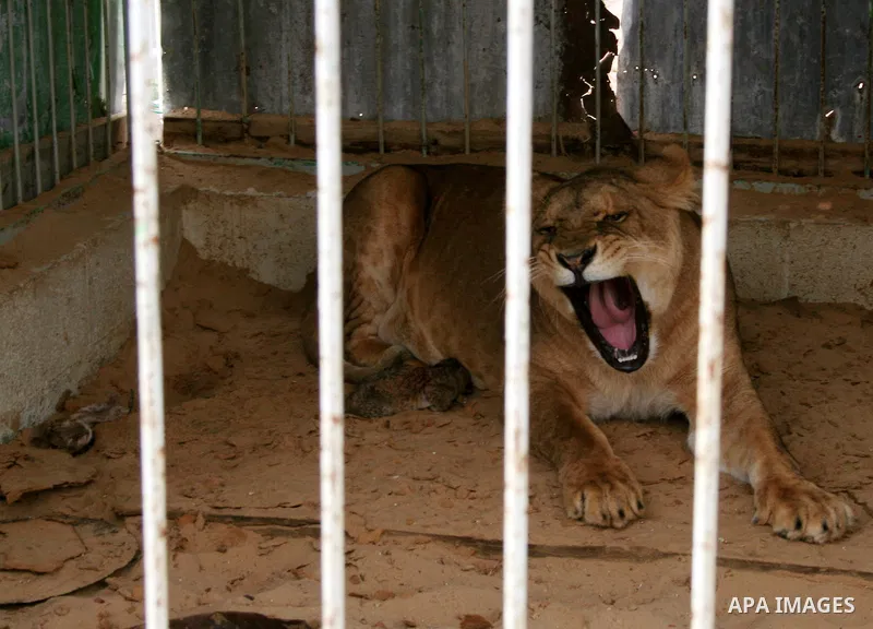 an Only Lioness Sabrin in Gaza born four puppies in the zoo in Gaza City. Hamas security forces returned the lioness Sabrin to the zoo after it was kidnapped several months ago by unknown gunmen.