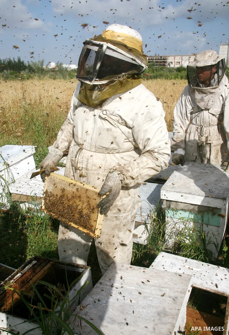 Palestinian farmers collect the bees honey in Gaza City. Israeli army was destroyed most of bees farms during the war on Gaza. APAimages Photo / Mohammed Othman