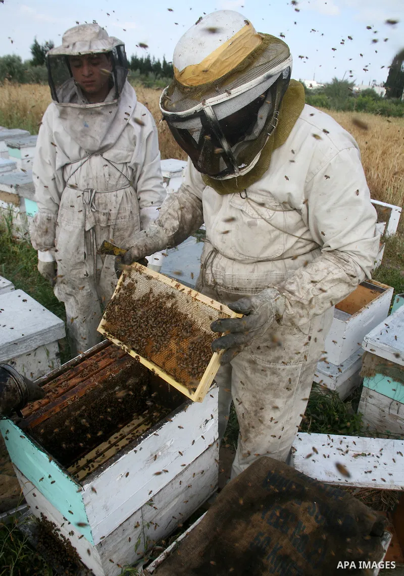 Palestinian farmers collect the bees honey in Gaza City. Israeli army was destroyed most of bees farms during the war on Gaza. APAimages Photo / Mohammed Othman