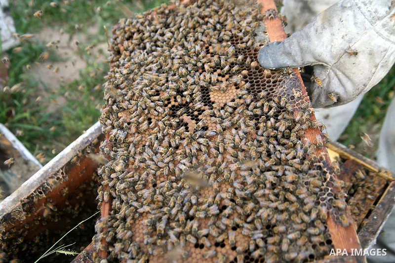 Palestinian farmers collect the bees honey in Gaza City. Israeli army was destroyed most of bees farms during the war on Gaza. APAimages Photo / Mohammed Othman