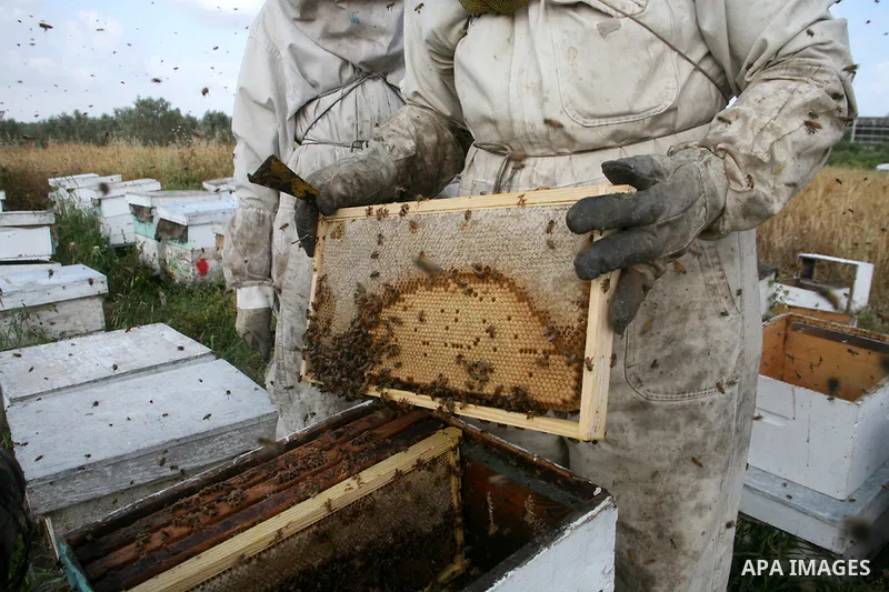 Palestinian farmers collect the bees honey in Gaza City. Israeli army was destroyed most of bees farms during the war on Gaza. APAimages Photo / Mohammed Othman