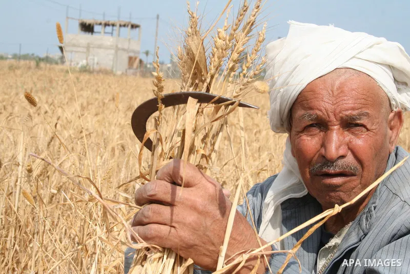 Palestinian farmers collect wheat stalks during the annual harvest in a field in the Deir al-Balah refugee camp in the Gaza Strip on May 9, 2009.APAimages Photo / Ashraf Amra