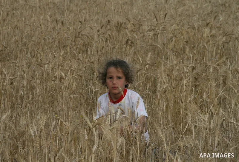 Palestinian farmers collect wheat stalks during the annual harvest in a field in the Deir al-Balah refugee camp in the Gaza Strip on May 9, 2009.APAimages Photo / Ashraf Amra