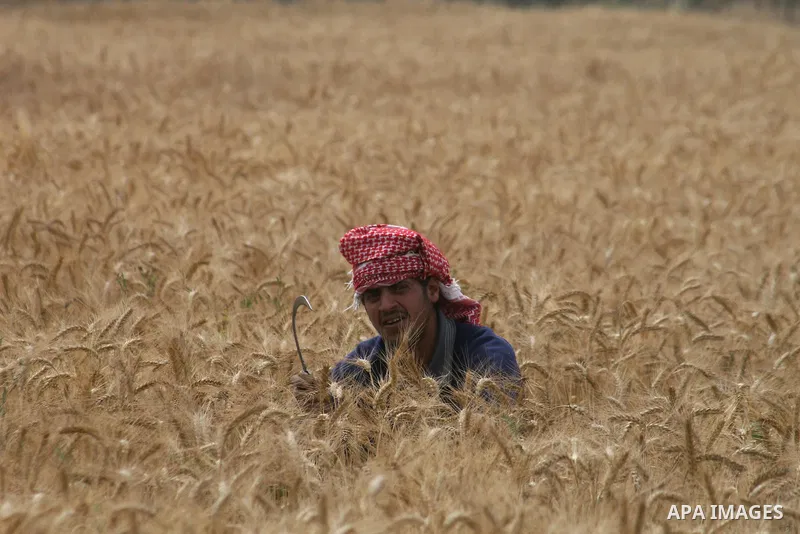 Palestinian farmers collect wheat stalks during the annual harvest in a field in the Deir al-Balah refugee camp in the Gaza Strip on May 9, 2009.APAimages Photo / Ashraf Amra