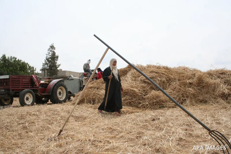 Palestinian farmers collect wheat stalks during the annual harvest in a field in the Deir al-Balah refugee camp in the Gaza Strip on May 9, 2009.APAimages Photo / Ashraf Amra