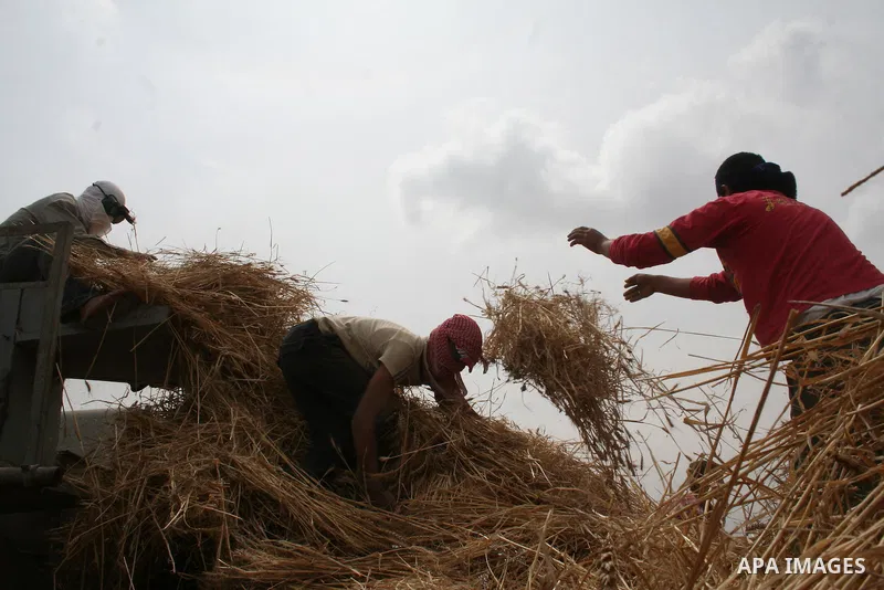 Palestinian farmers collect wheat stalks during the annual harvest in a field in the Deir al-Balah refugee camp in the Gaza Strip on May 9, 2009.APAimages Photo / Ashraf Amra