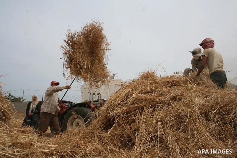 Palestinian farmers collect wheat stalks during the annual harvest in a field in the Deir al-Balah refugee camp in the Gaza Strip on May 9, 2009.APAimages Photo / Ashraf Amra