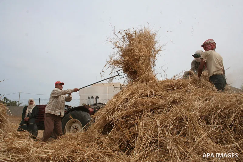 Palestinian farmers collect wheat stalks during the annual harvest in a field in the Deir al-Balah refugee camp in the Gaza Strip on May 9, 2009.APAimages Photo / Ashraf Amra