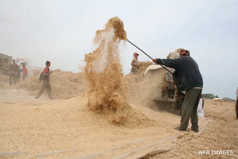 Palestinian farmers collect wheat stalks during the annual harvest in a field in the Deir al-Balah refugee camp in the Gaza Strip on May 9, 2009.APAimages Photo / Ashraf Amra