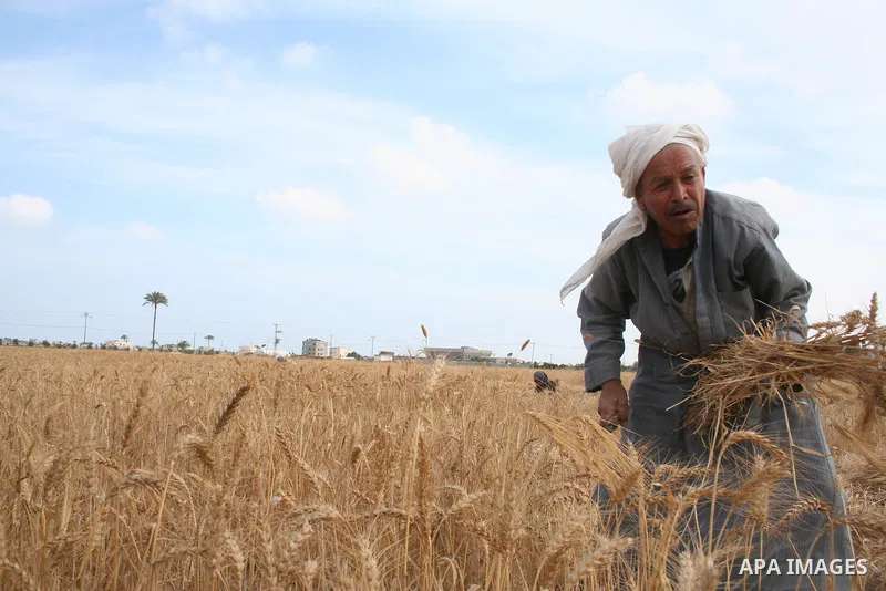 Palestinian farmers collect wheat stalks during the annual harvest in a field in the Deir al-Balah refugee camp in the Gaza Strip on May 9, 2009.APAimages Photo / Ashraf Amra