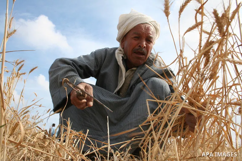 Palestinian farmers collect wheat stalks during the annual harvest in a field in the Deir al-Balah refugee camp in the Gaza Strip on May 9, 2009.APAimages Photo / Ashraf Amra