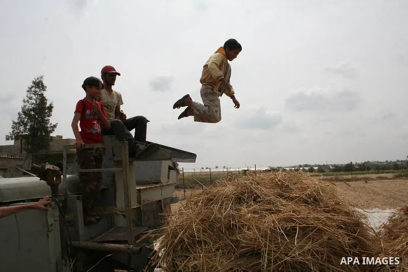 Palestinian farmers collect wheat stalks during the annual harvest in a field in the Deir al-Balah refugee camp in the Gaza Strip on May 9, 2009.APAimages Photo / Ashraf Amra