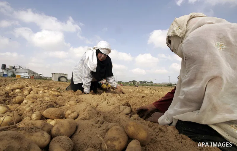 A Palestinian farmers harvest spuds at a farm in the town of Rafah, southern Gaza strip on June 10, 2009. The Gaza Strip now produces enough potatoes, onions and watermelon to satisfy local demand. PHOTO\Abed Rahim Khati...