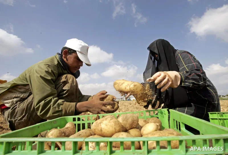 A Palestinian farmers harvest spuds at a farm in the town of Rafah, southern Gaza strip on June 10, 2009. The Gaza Strip now produces enough potatoes, onions and watermelon to satisfy local demand. PHOTO\Abed Rahim Khati...