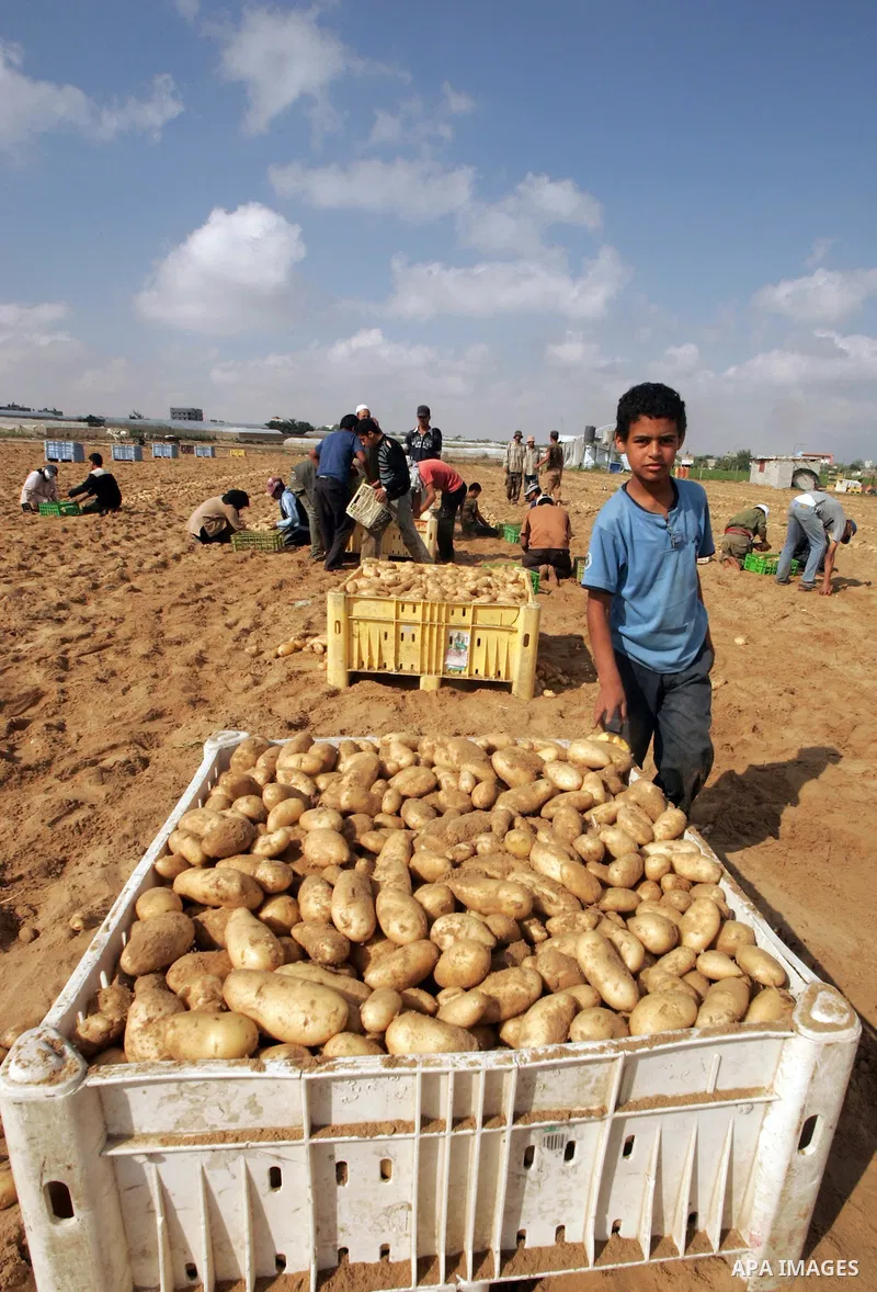 A Palestinian farmers harvest spuds at a farm in the town of Rafah, southern Gaza strip on June 10, 2009. The Gaza Strip now produces enough potatoes, onions and watermelon to satisfy local demand. PHOTO\Abed Rahim Khati...