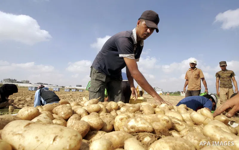 A Palestinian farmers harvest spuds at a farm in the town of Rafah, southern Gaza strip on June 10, 2009. The Gaza Strip now produces enough potatoes, onions and watermelon to satisfy local demand. PHOTO\Abed Rahim Khati...