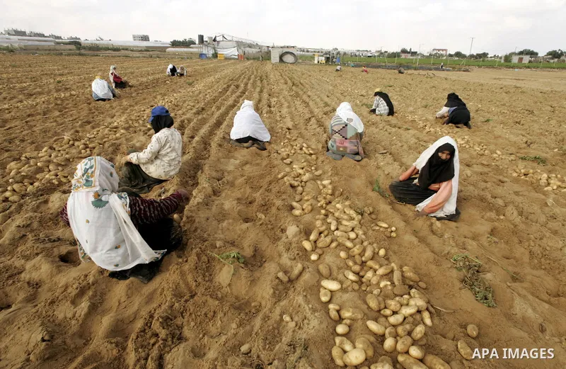 A Palestinian farmers harvest spuds at a farm in the town of Rafah, southern Gaza strip on June 10, 2009. The Gaza Strip now produces enough potatoes, onions and watermelon to satisfy local demand. PHOTO\Abed Rahim Khati...
