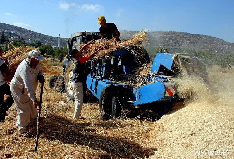 Palestinian farmers harvests wheat at a farm in the village of Al-Lubban al-Sharqiyah near the West Bank City of Nablus on June. 17, 2009. PHOTO by Issam rimawi