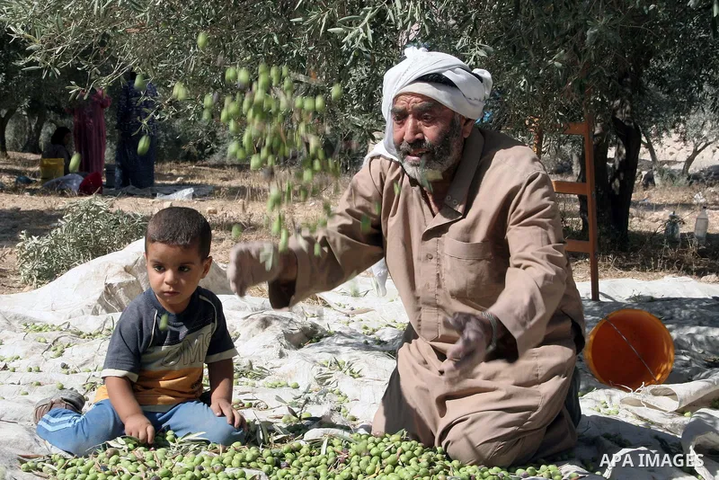 Members of a Palestinian family pick olives from their grove with the start of the annual harvest season in Nuba village near the West Bank city of Hebron on October 22, 2009. Farmers across the Palestinian territories h...