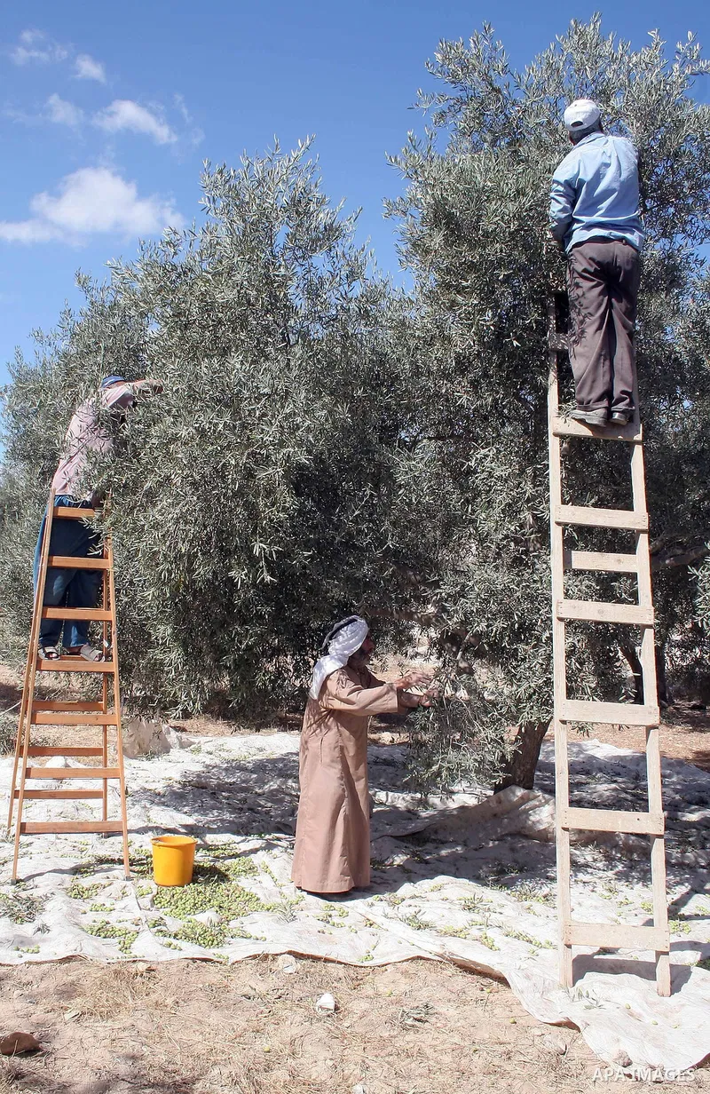 Members of a Palestinian family pick olives from their grove with the start of the annual harvest season in Nuba village near the West Bank city of Hebron on October 22, 2009. Farmers across the Palestinian territories h...