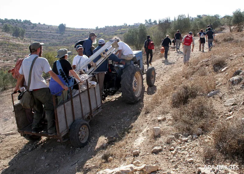 Palestinian, Israeli and international activists help Palestinian farmers to pick olives near the village of Safa near the West Bank city of Hebron on October 22, 2009. Farmers across the Palestinian territories have sta...