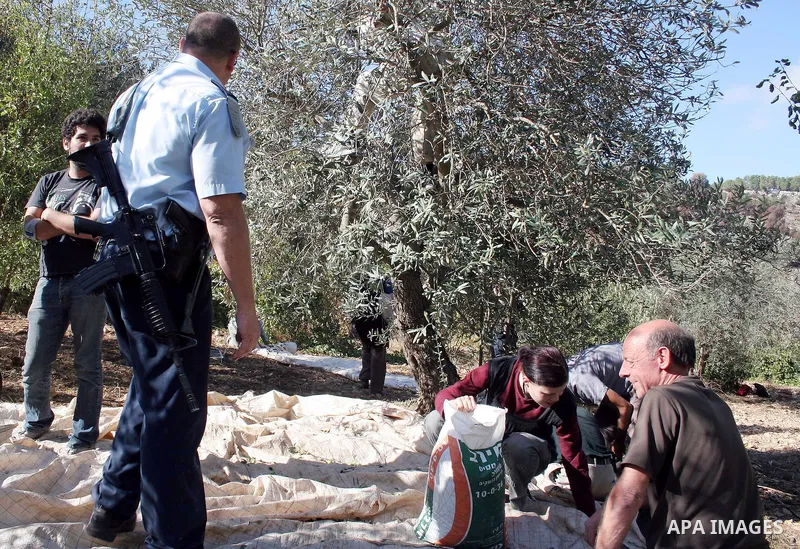 Israeli soldier argue with a palestinian, Israeli and international activists help Palestinian farmers to pick olives near the village of Safa near the West Bank city of Hebron on October 22, 2009. Farmers across the Pal...