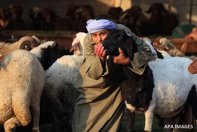 Egyptian sells sheep in a Cairo market. Friday, November 20, 2009. The Muslim world will celebrate the Greater Bairam festival next Friday in which they slaughter sheep to expiate their sins. photo by Wissam Nassar.