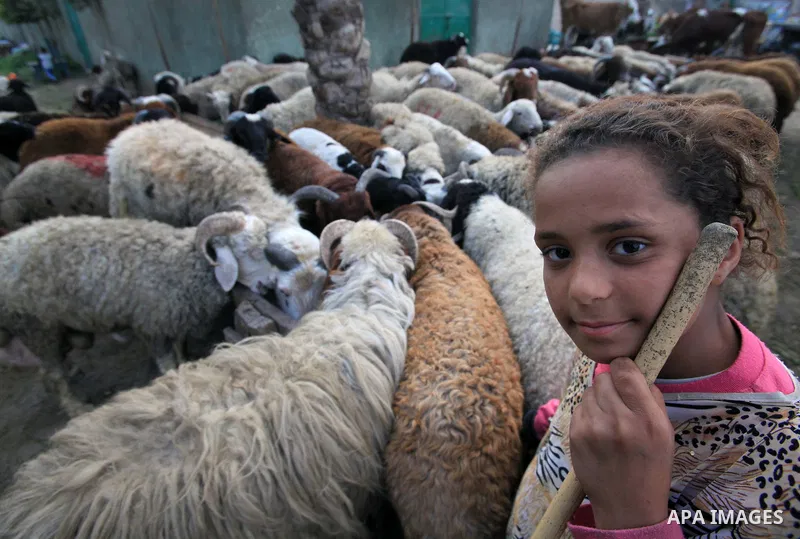 Huda, 10, is seen at a public market in Cairo where she helps her father selling sheep. Friday, November 20, 2009. The world marks today the 55th anniversary of Universal Childhood Day. photo by Wissam Nassar