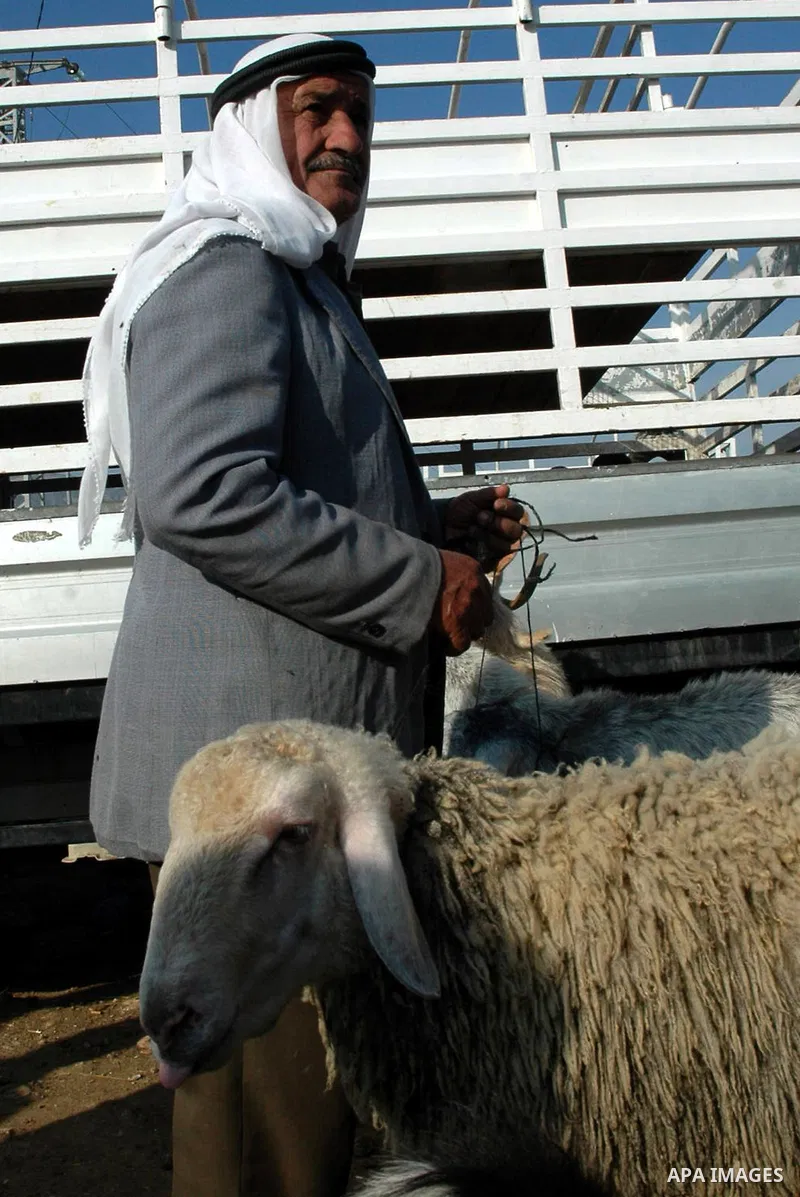 A Palestinians buy goats and sheep at a market in preparation for the upcoming Eid al-Adha festival in the West Bank city of Nablus, on Nov. 26, 2009. Muslims worldwide are preparing for the Eid al-Adha festival, with th...