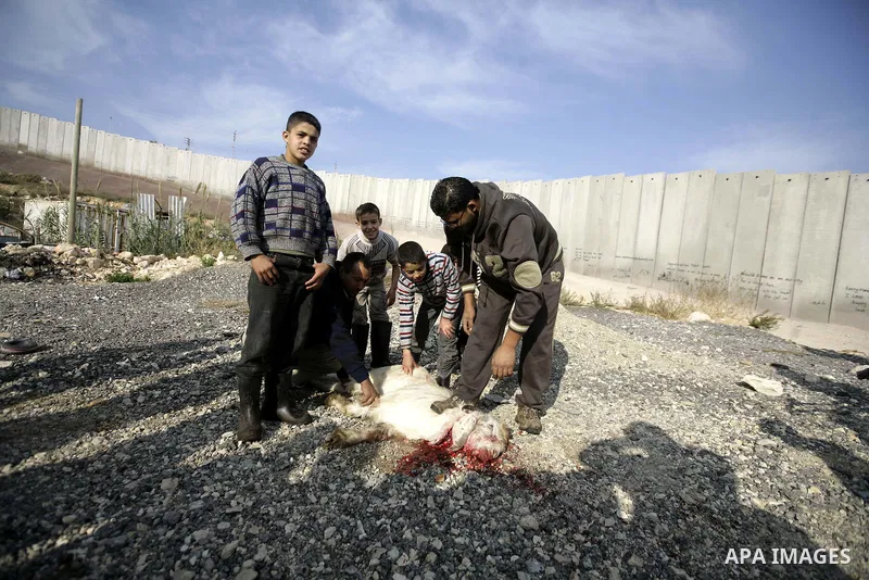 Palestinians slaughter a sheep near a section of the controversial Israeli barrier on the first day of the Muslim holiday of Eid al-Adha in Shuafat refugee camp in the West Bank near Jerusalem November 27, 2009. Muslims...