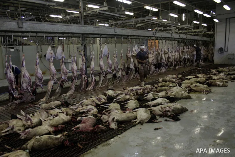 A butchers slaughters a sheep to mark the Eid al-Adha or the Feast of Sacrifice at slaughterhouse in Mecca on November 28, 2009. Muslims across the world celebrate the annual festival of Eid al-Adha, or the Festival of S...