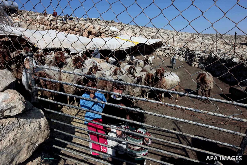 Palestinian children look after their herds of sheep in a mountainous area outside the southern town of Yatta near Hebron in the occupied West Bank on December 5, 2009. Palestinian residents of the area have returned to...