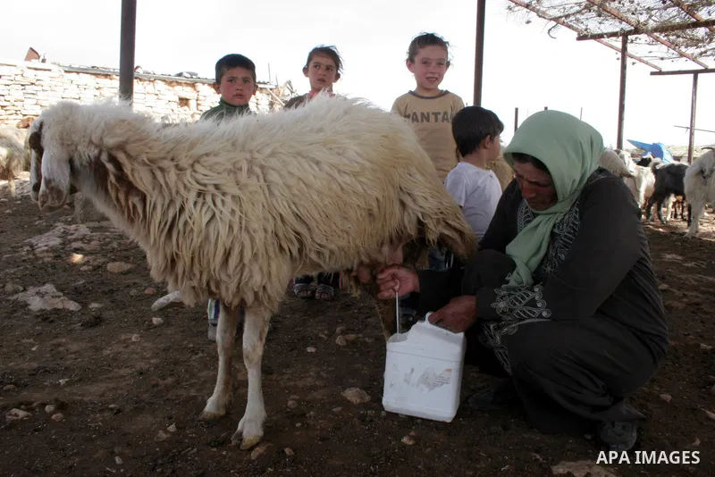 A Palestinian milks a goat to make yoghurt-based food called 'Keseek' in the village of Menezal near the West Bank city of Hebron, February 19 ,2010. next to the separation barrier. They make their living from raising an...