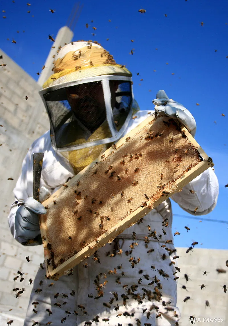 Palestinian beekeepers inspect hives at an apiary near the central Gaza Strip refugee camp of Bureij on April 19, 2010. Jihad Abu Shamalah, the Gaza farmer who owns the apiary says he had to move his bee farm from the no...