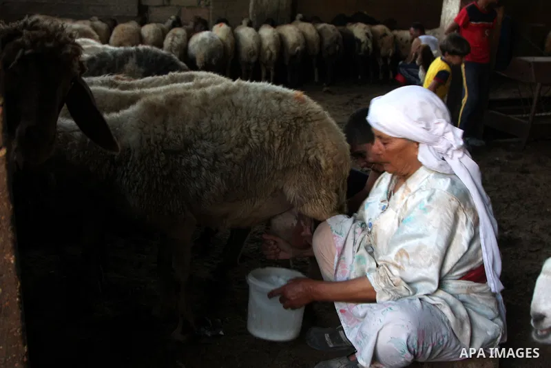 Palestinian family of Abu Sultan members milk the goats in their house after Israeli settlers stole 120 sheep in Salem village near the West Bank city of Nablus on June 22, 2010. Abu Sultan feed his sheep inside his hous...