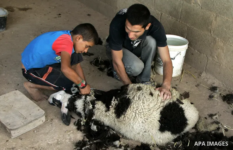 Palestinians cut the wool of a sheep in the village of Salem near the West Bank city of Nablus on August 8, 2010. Photo by Wagdi Eshtayah
