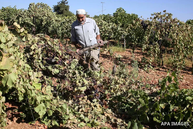 Palestinian farmers react after they found their grapervines cut and destroyed, near the Israeli settlements of Kharsina and Kiryat Arbaa, near the flashpoint West Bank city of Hebron, on 20 Septembers 2010. The grapevin...