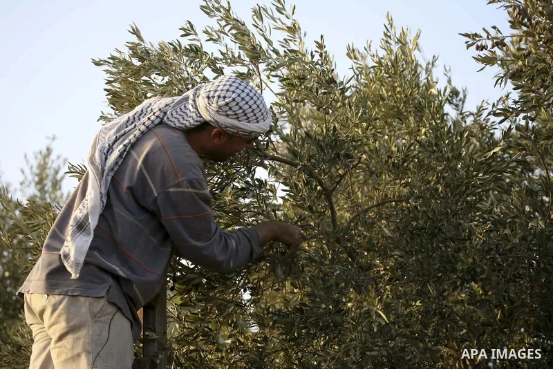 A Palestinian man collect olives during the olive harvest in the village of Ni'lin near the West bank city of Ramallah on Sept. 28, 2010. Palestinians began the annual harvest of olives, a staple for many local farmers t...