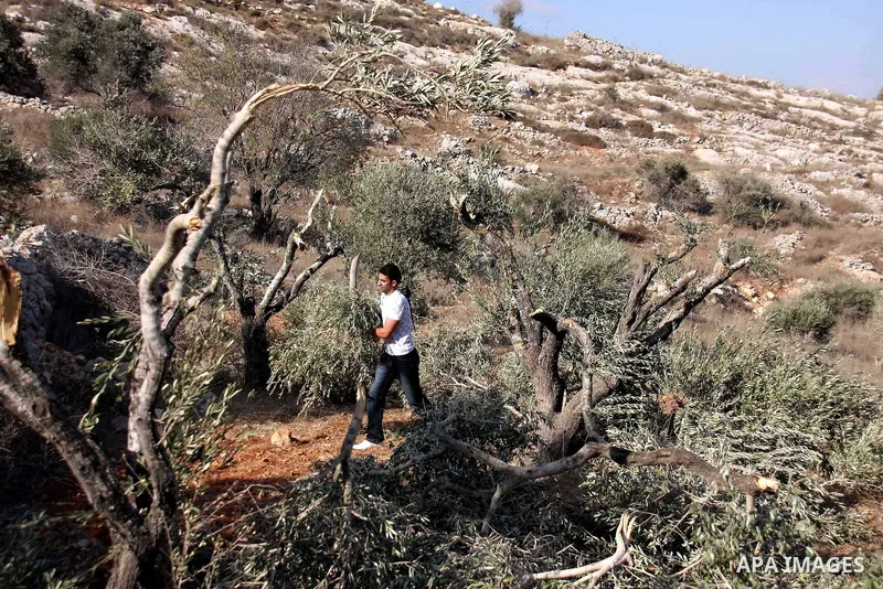 A Palestinian farmer inspects the olive trees which were cut overnight by Jewish settlers from the Israeli settlement of Yitzhar in the northern West Bank village of Hawara, near Nablus, Wednesday Oct. 6, 2010. According...