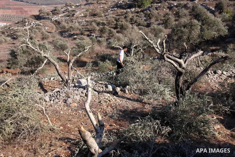 A Palestinian farmer inspects the olive trees which were cut overnight by Jewish settlers from the Israeli settlement of Yitzhar in the northern West Bank village of Hawara, near Nablus, Wednesday Oct. 6, 2010. According...