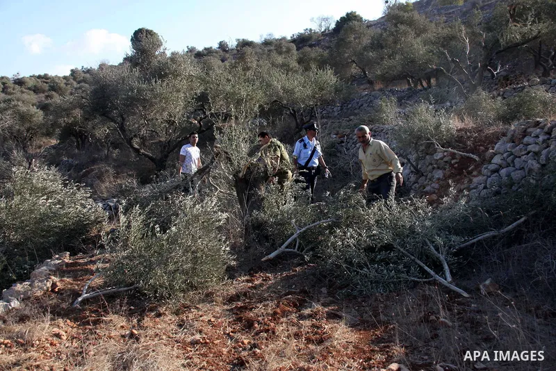 Palestinian farmers and Israeli soldiers inspect the olive trees which were cut overnight by Jewish settlers from the Israeli settlement of Yitzhar in the northern West Bank village of Hawara, near Nablus, Wednesday Oct....
