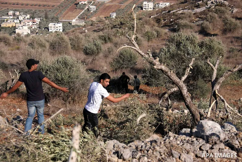Palestinian farmers and Israeli soldiers inspect the olive trees which were cut overnight by Jewish settlers from the Israeli settlement of Yitzhar in the northern West Bank village of Hawara, near Nablus, Wednesday Oct....