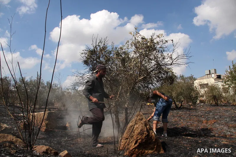 Palestinian farmers from the village of Hawara extinguish fire at their olives tree grove that was allegedly set ablaze by Jewish settlers from the nearby settlement of Yitzhar in the northern West Bank on October 7, 201...