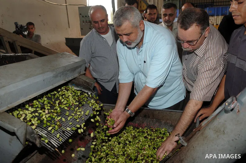Palestinian Prime Minister in Gaza Strip , Ismail Haniyeh opens the olive harvest , in Gaza City on Oct. 9,2010 . Palestinians began the annual harvest of olives, a staple for many local farmers that also use to make oli...