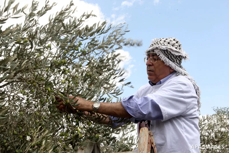 Palestinian Prime Minister Salam Fayyad as he gathering olives with villagers on the first day of the olive harvest in the West Bank village of Iraq Burin, near Nablus on October 9, 2010. For Palestinians, olives are an...