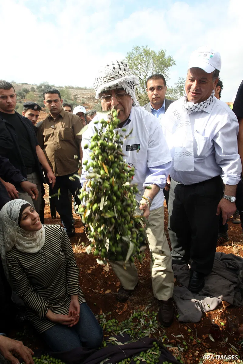 Palestinian Prime Minister Salam Fayyad as he gathering olives with villagers on the first day of the olive harvest in the West Bank village of Iraq Burin, near Nablus on October 9, 2010. For Palestinians, olives are an...
